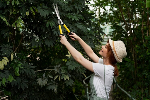 7-Reasons To Hire A Tree Trimming Service